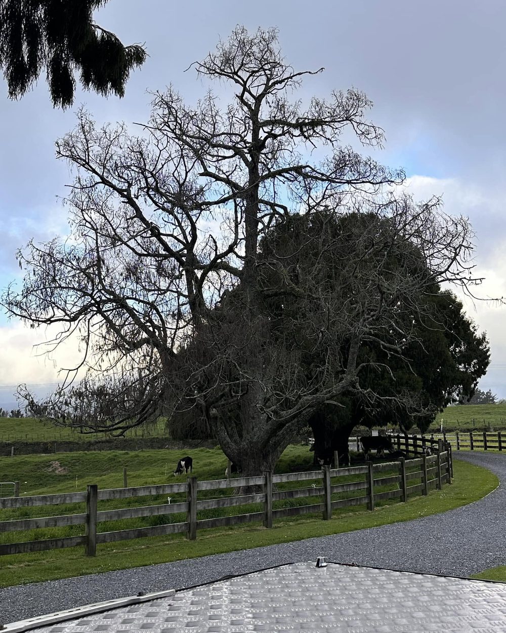 Tree & Palm Removal