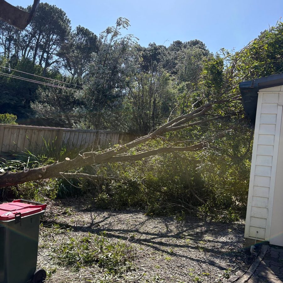 Backyard tree work and clean-up