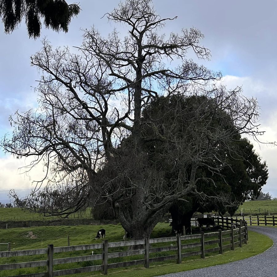 A large tree prepared for removal