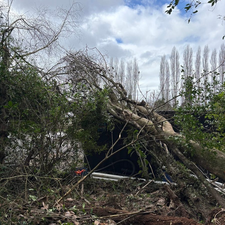 A fallen tree cleared away