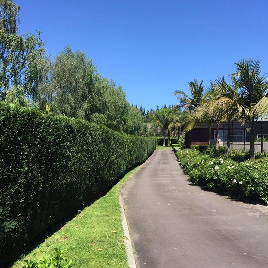 A long hedge trimmed straight and square