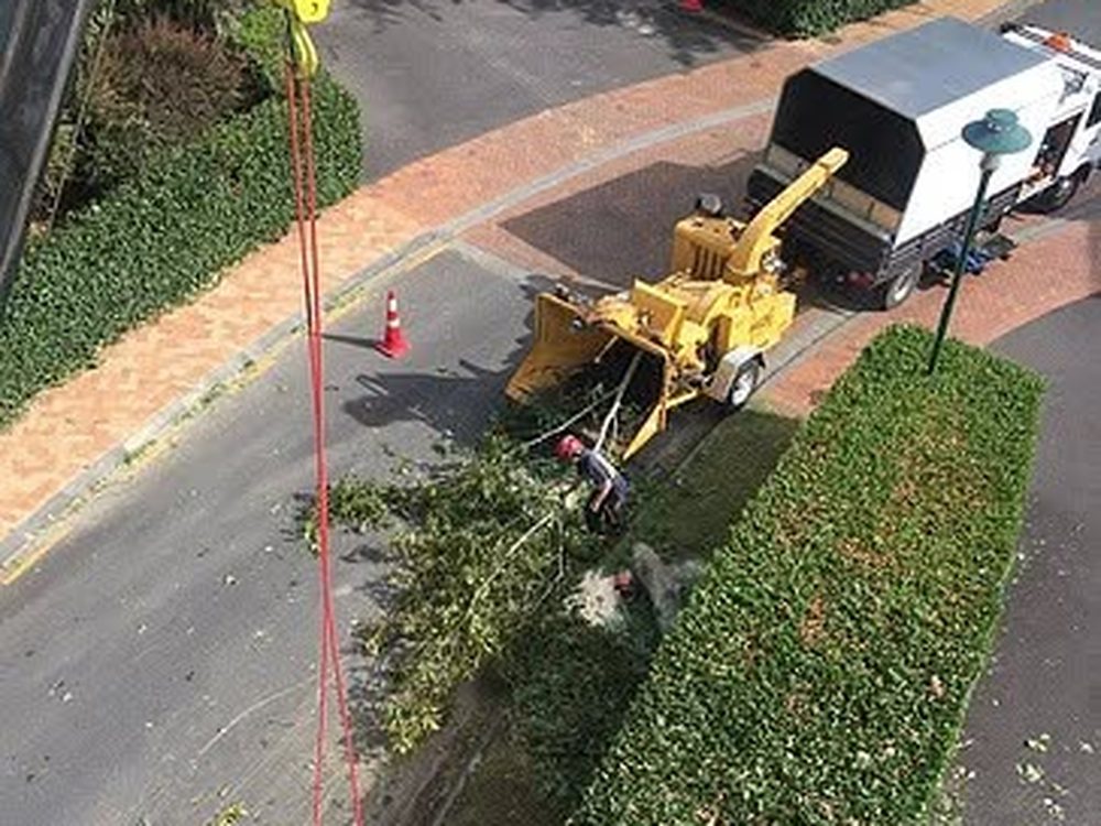 Pruning, Trimming & Height Reduction