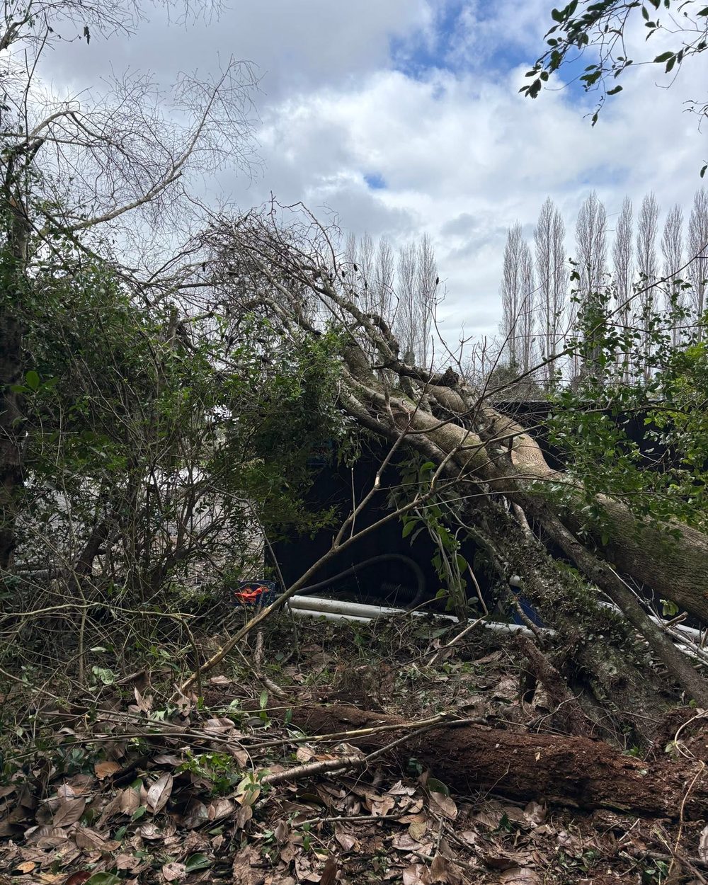 Storm & Emergency Tree Work